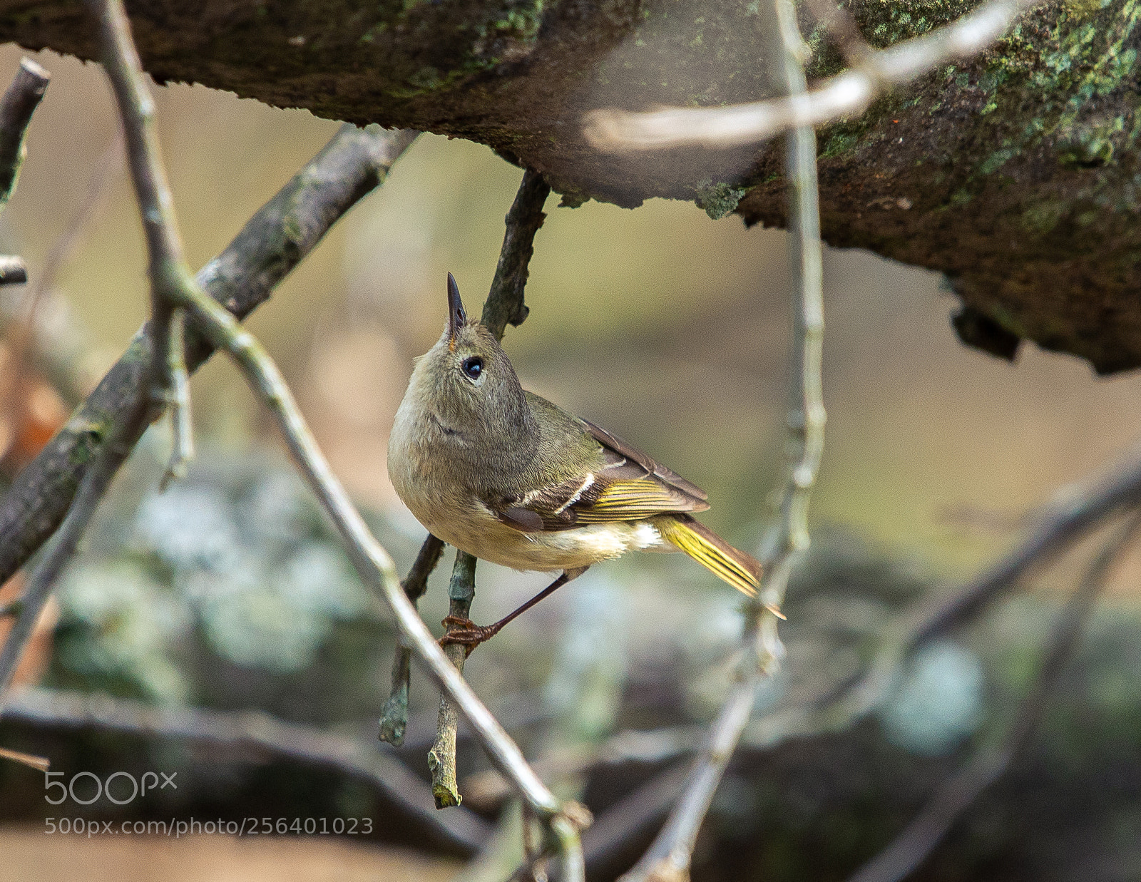 Nikon D610 sample photo. Not sure what bird photography