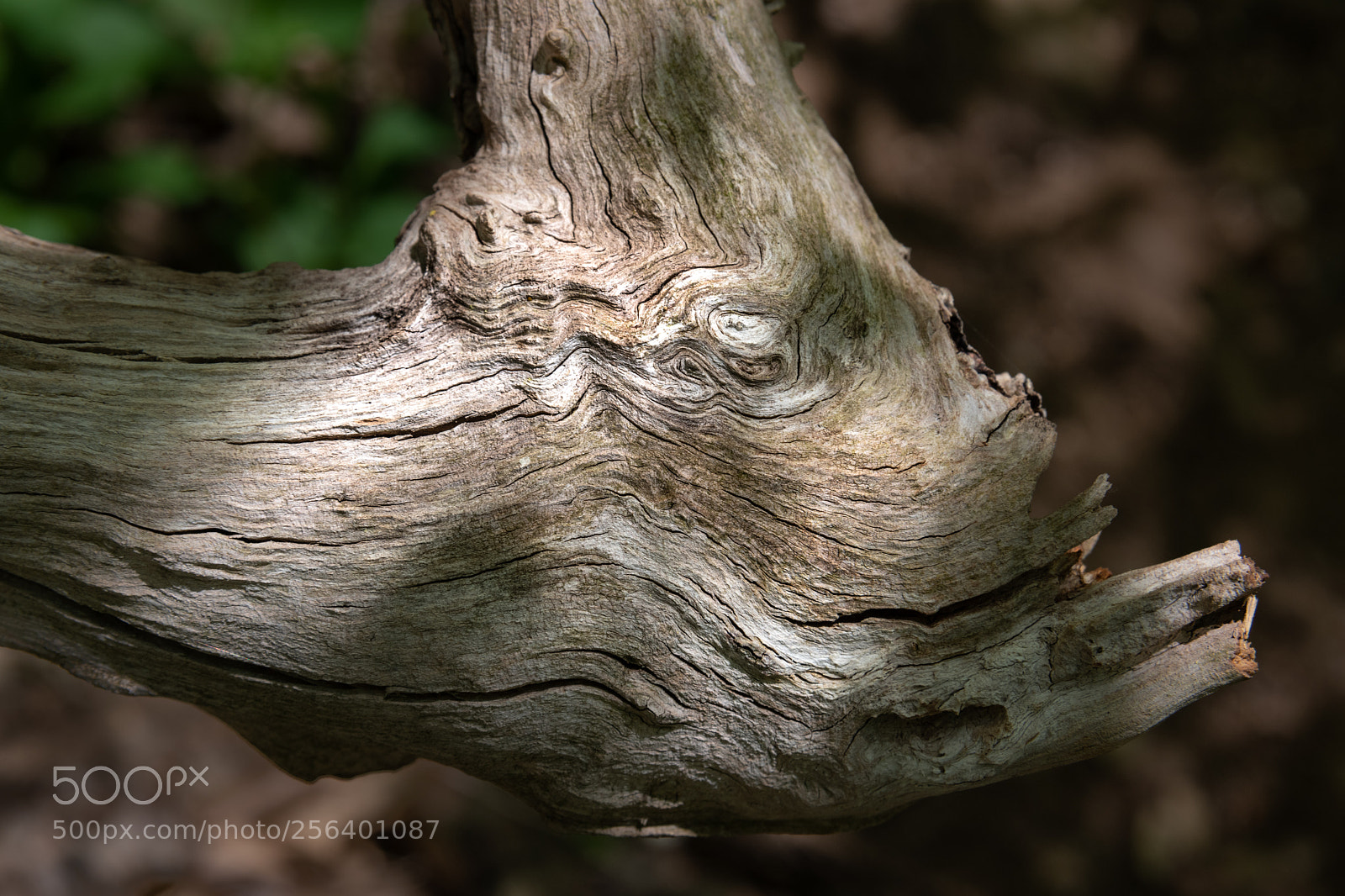 Nikon D850 sample photo. Wood sculpture photography