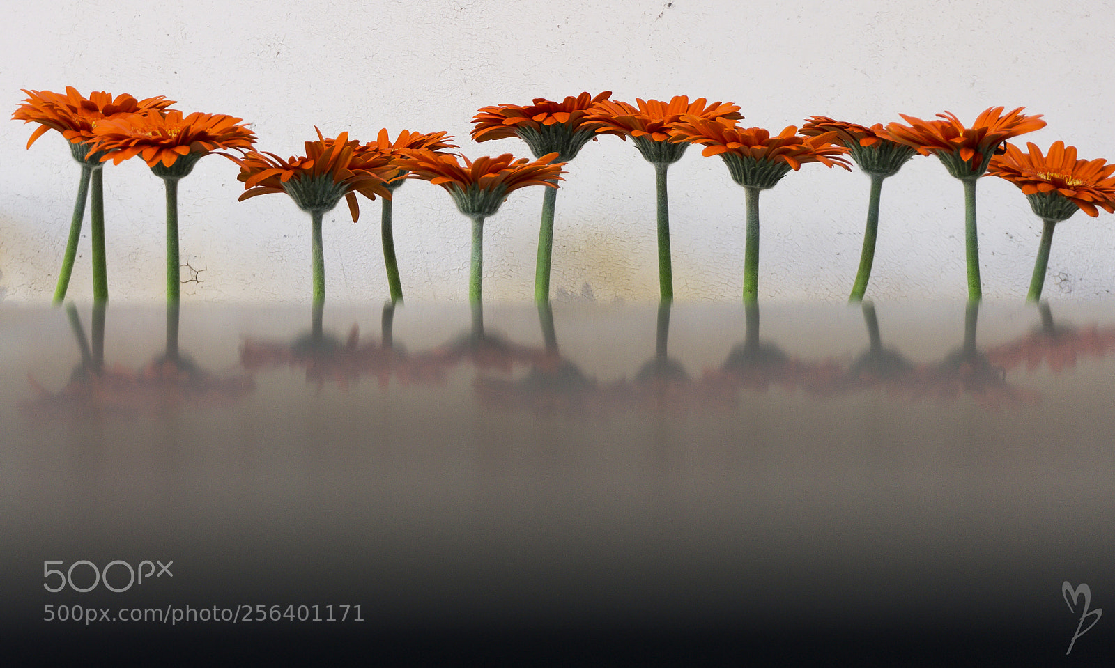 Sony a5100 sample photo. Orange spring photography