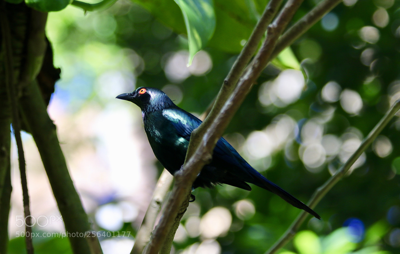 Canon EOS 80D sample photo. Metallic starling photography
