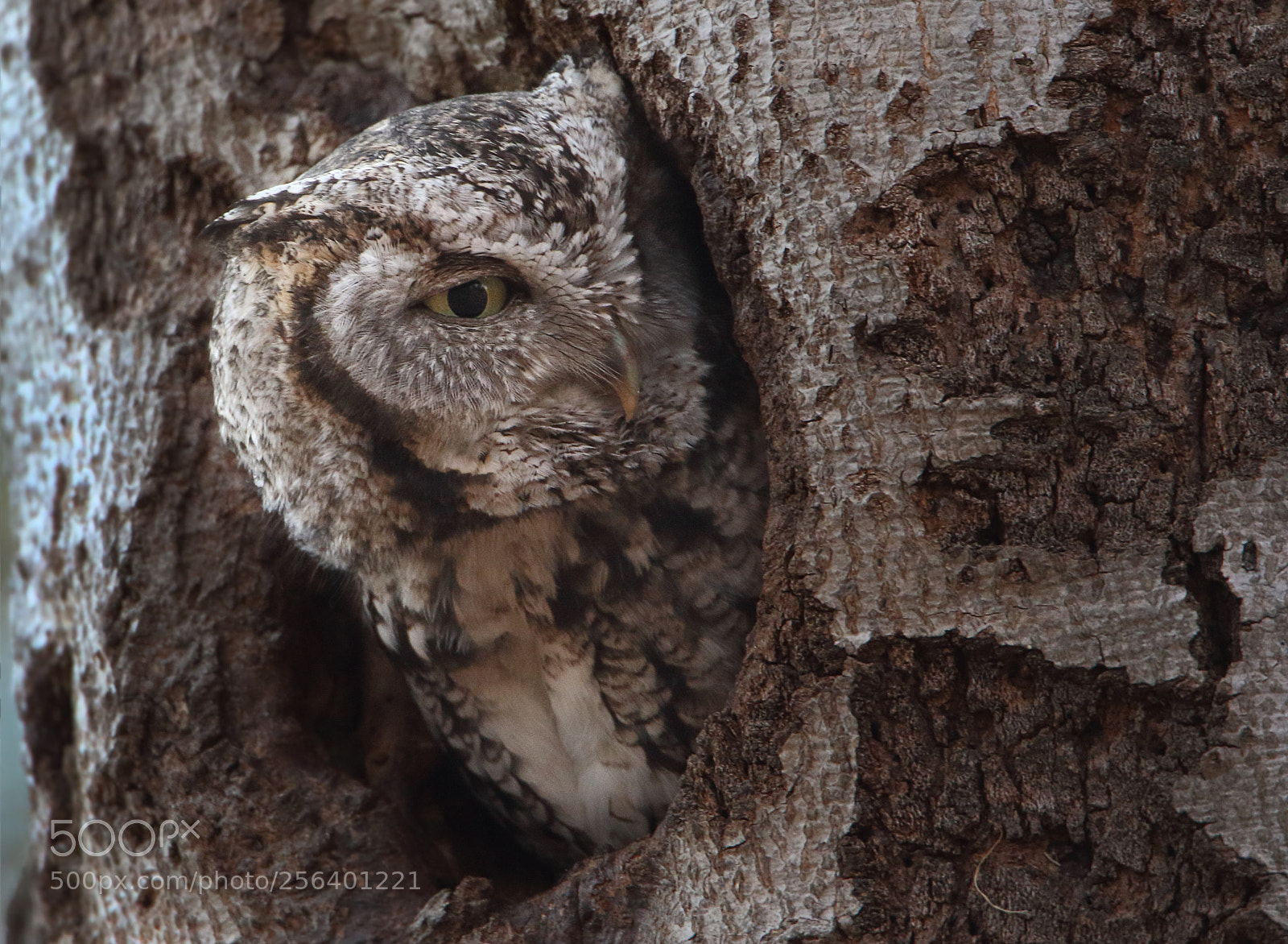 Canon EOS 7D Mark II sample photo. Eastern screech owl photography