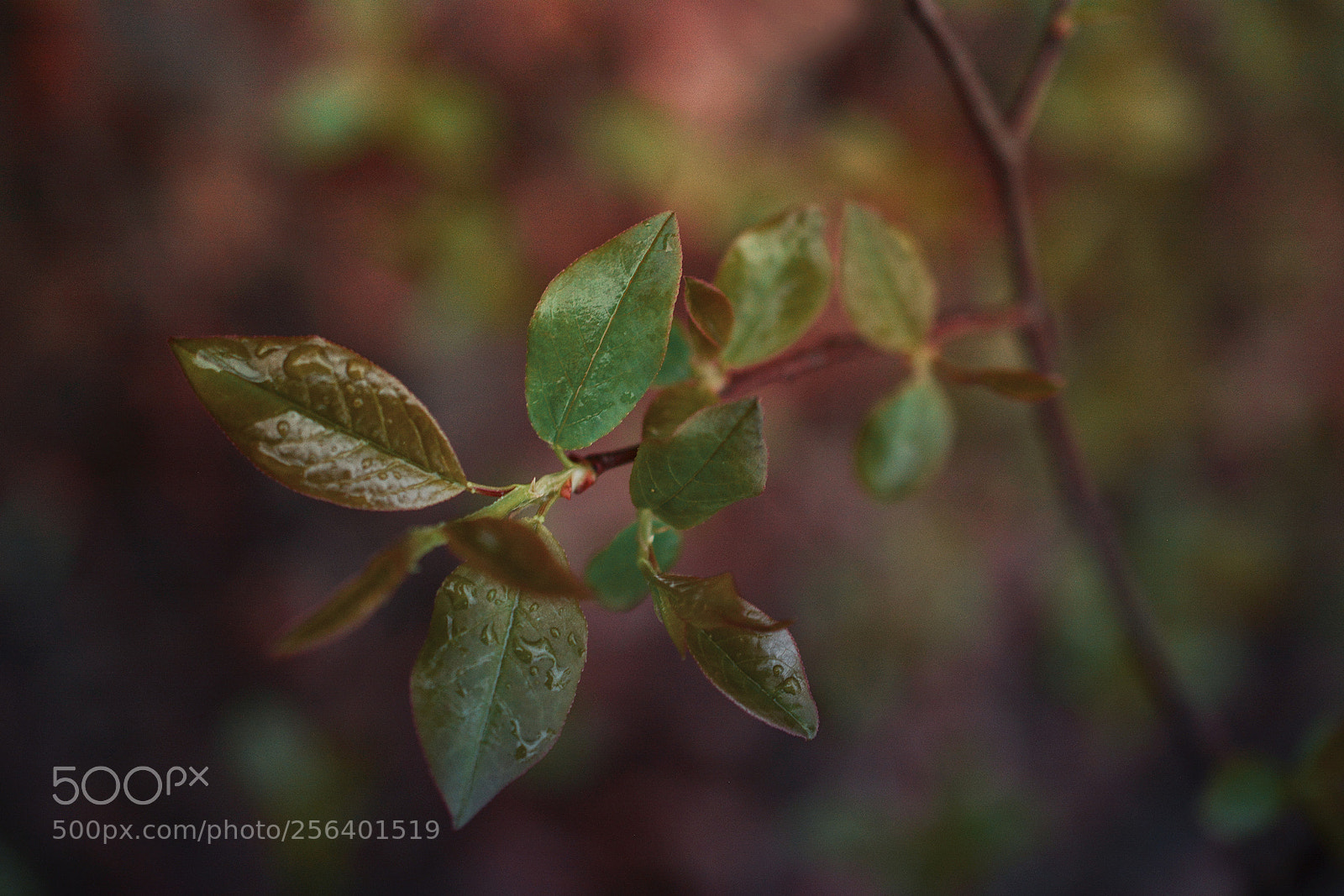 Nikon D7100 sample photo. Life after the storm photography