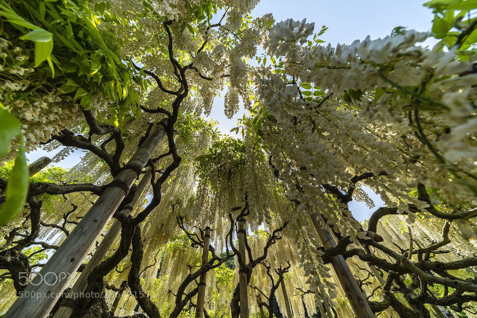 Sony a7R III sample photo. White wisteria photography