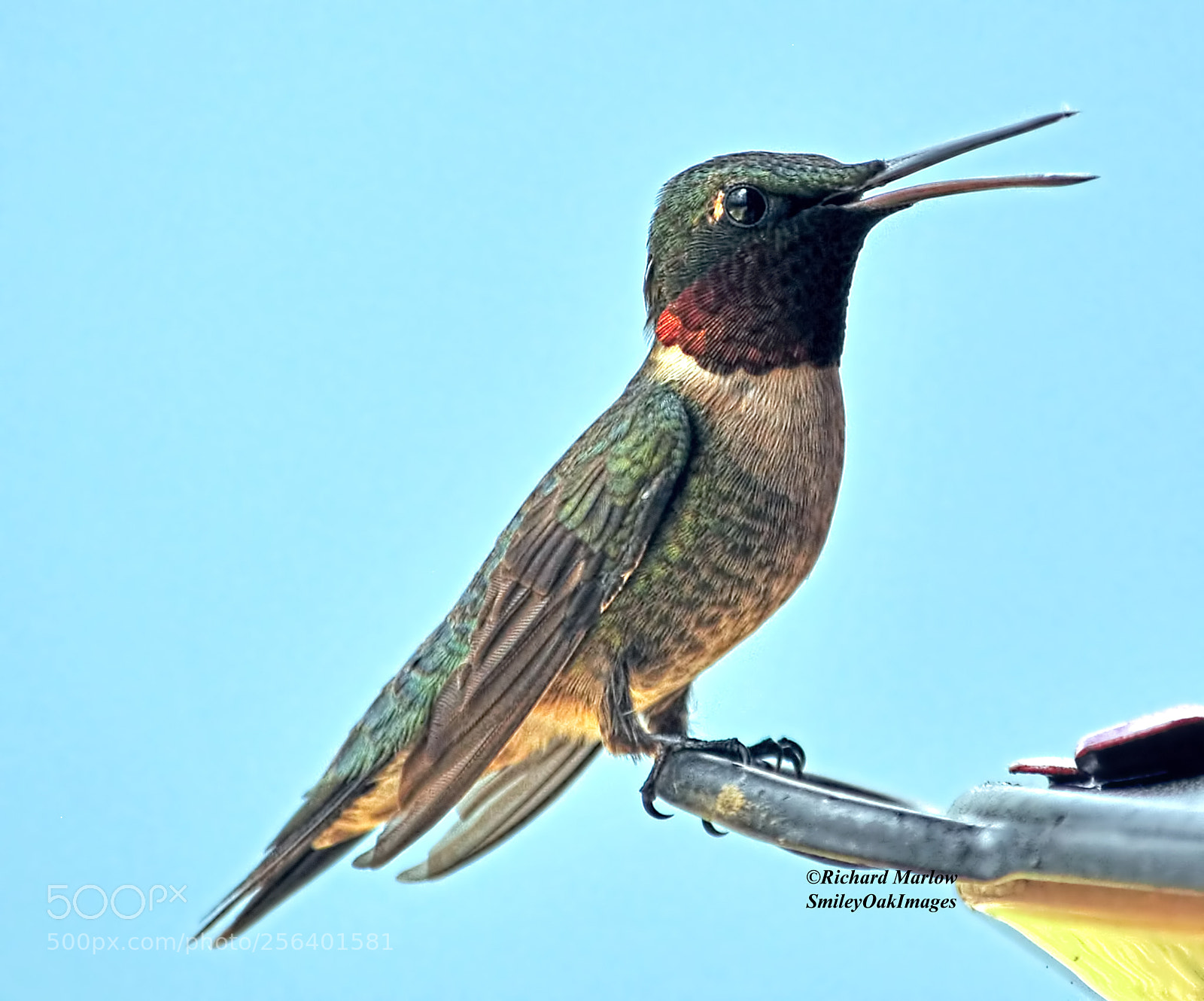 Nikon D5000 sample photo. Hummingbird photography