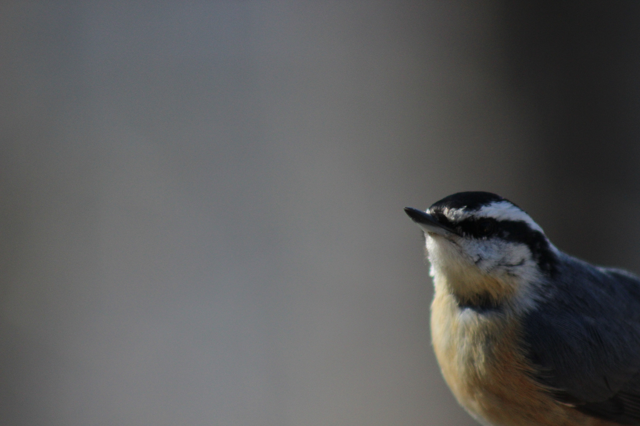 Canon EF 75-300mm f/4-5.6 USM sample photo. Img photography