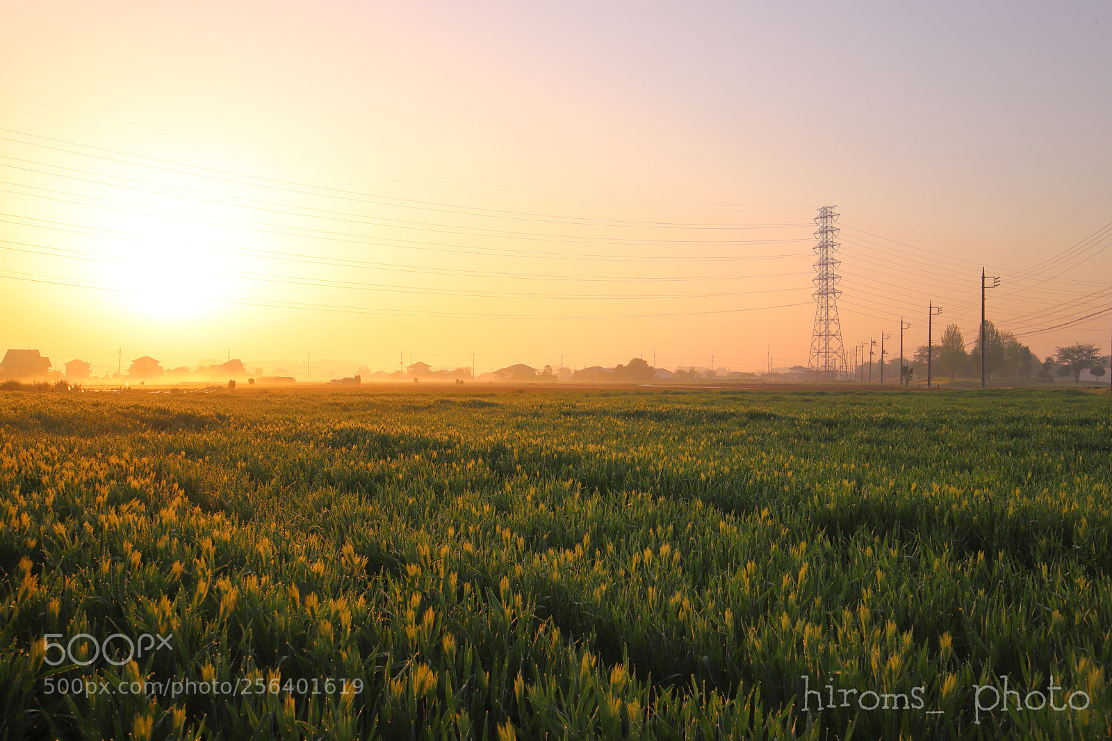 Canon EOS 6D Mark II sample photo. Morning of the wheat photography