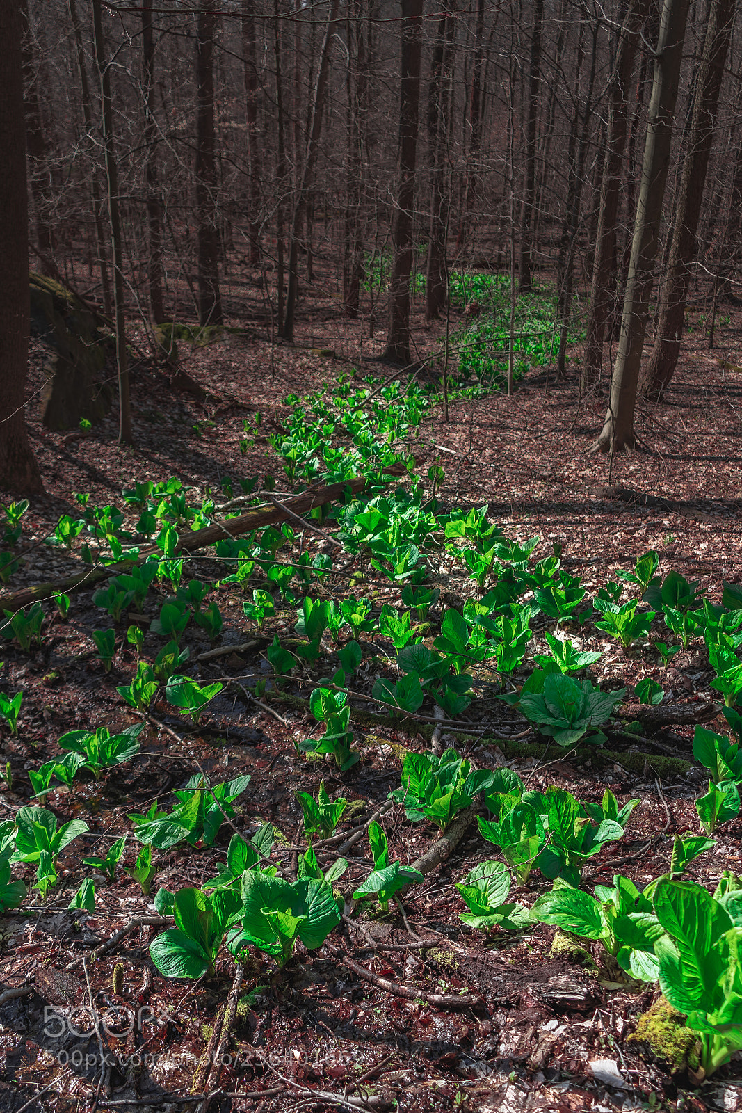 Sony a7 III sample photo. Stream photography