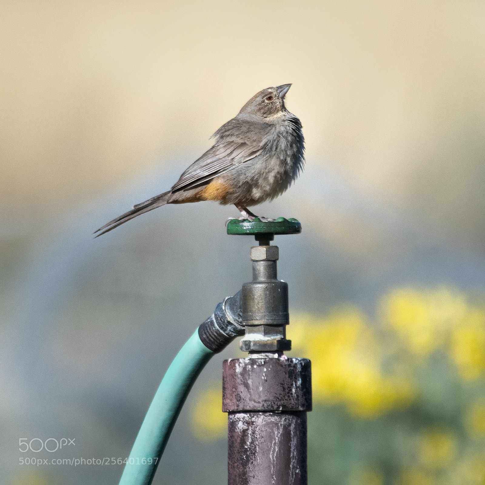Nikon D850 sample photo. Any perch will do photography