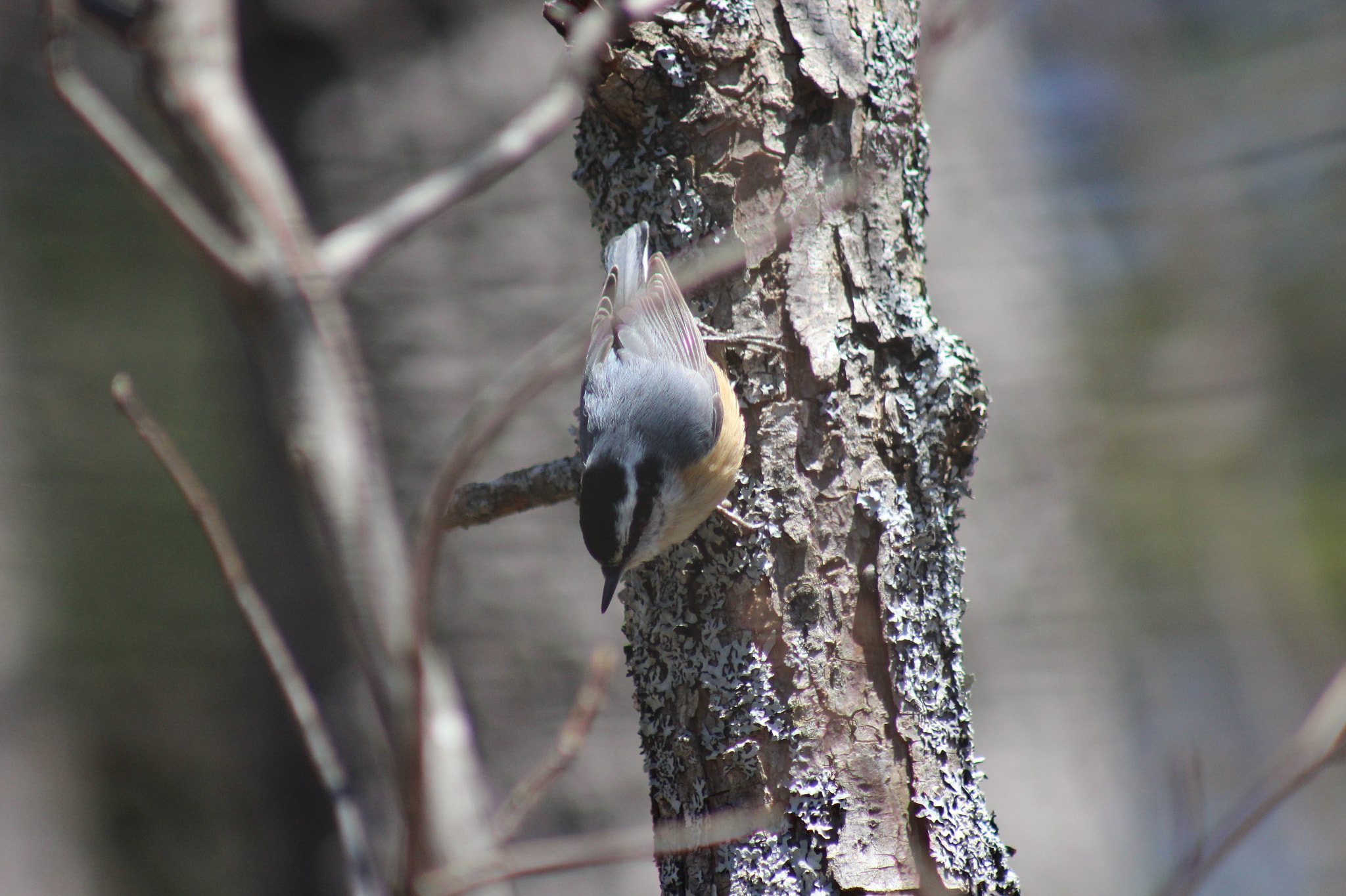 Canon EF 75-300mm f/4-5.6 USM sample photo. Img photography