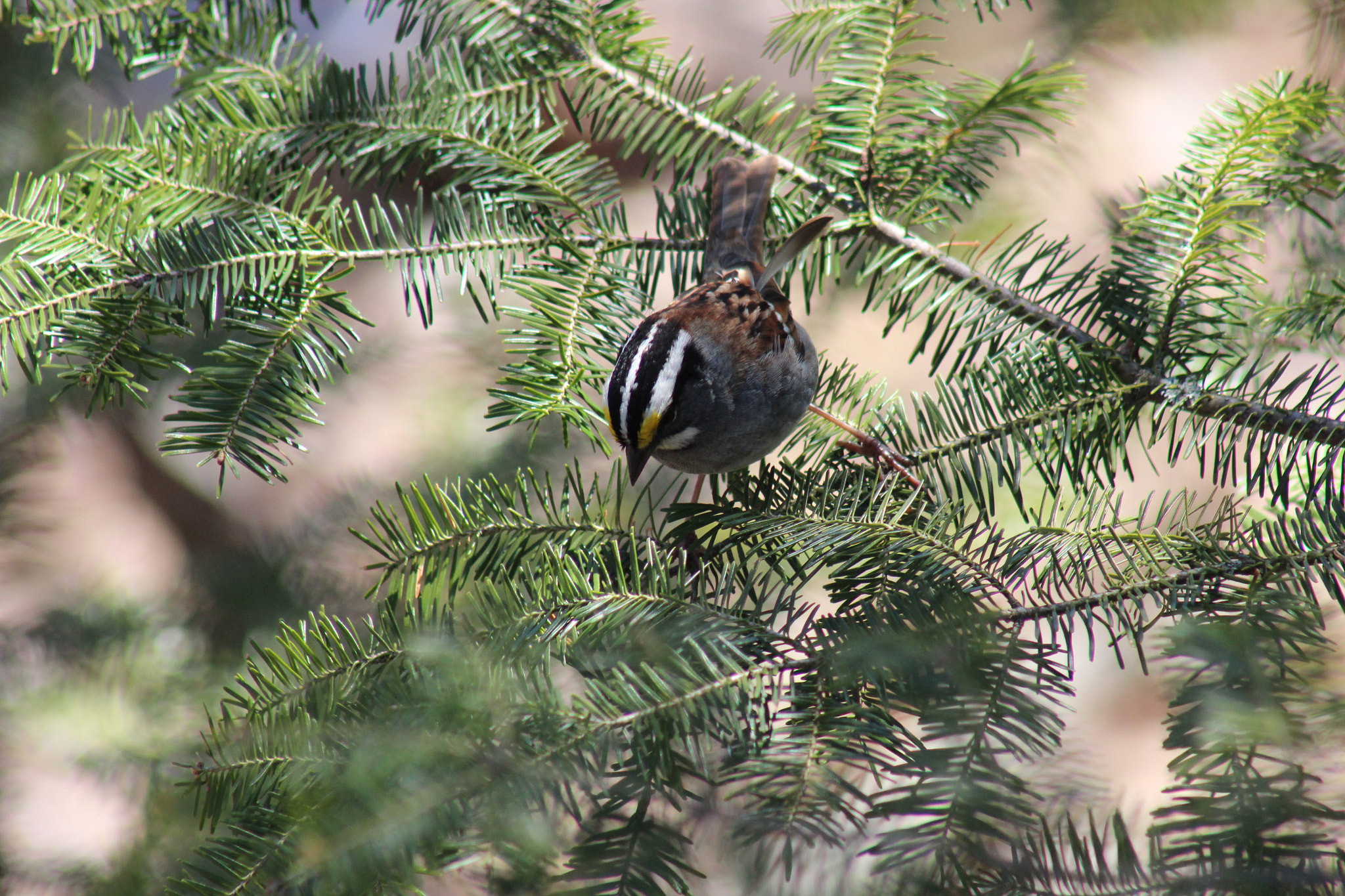 Canon EF 75-300mm f/4-5.6 USM sample photo. Img photography