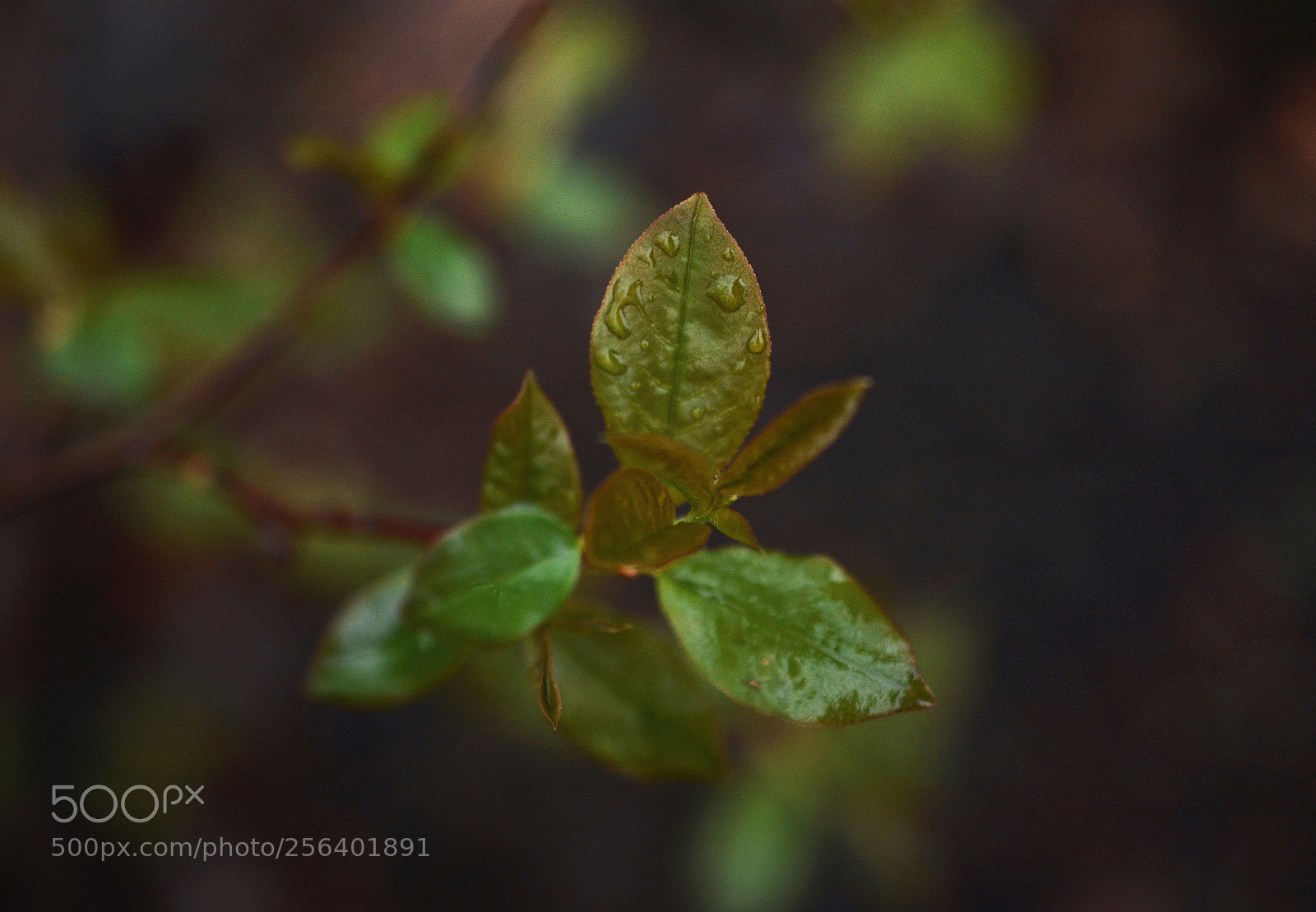 Nikon D7100 sample photo. Life after the storm photography
