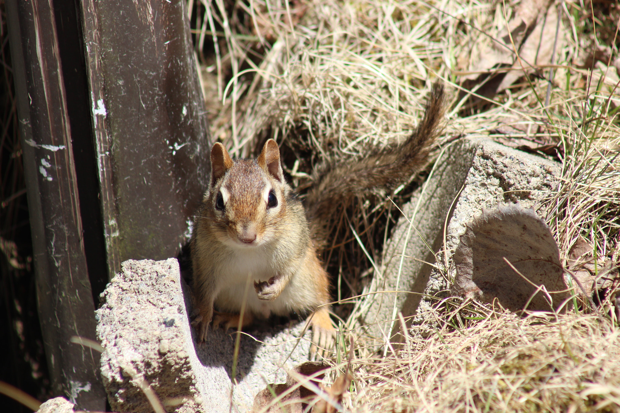 Canon EF 75-300mm f/4-5.6 USM sample photo. Img photography