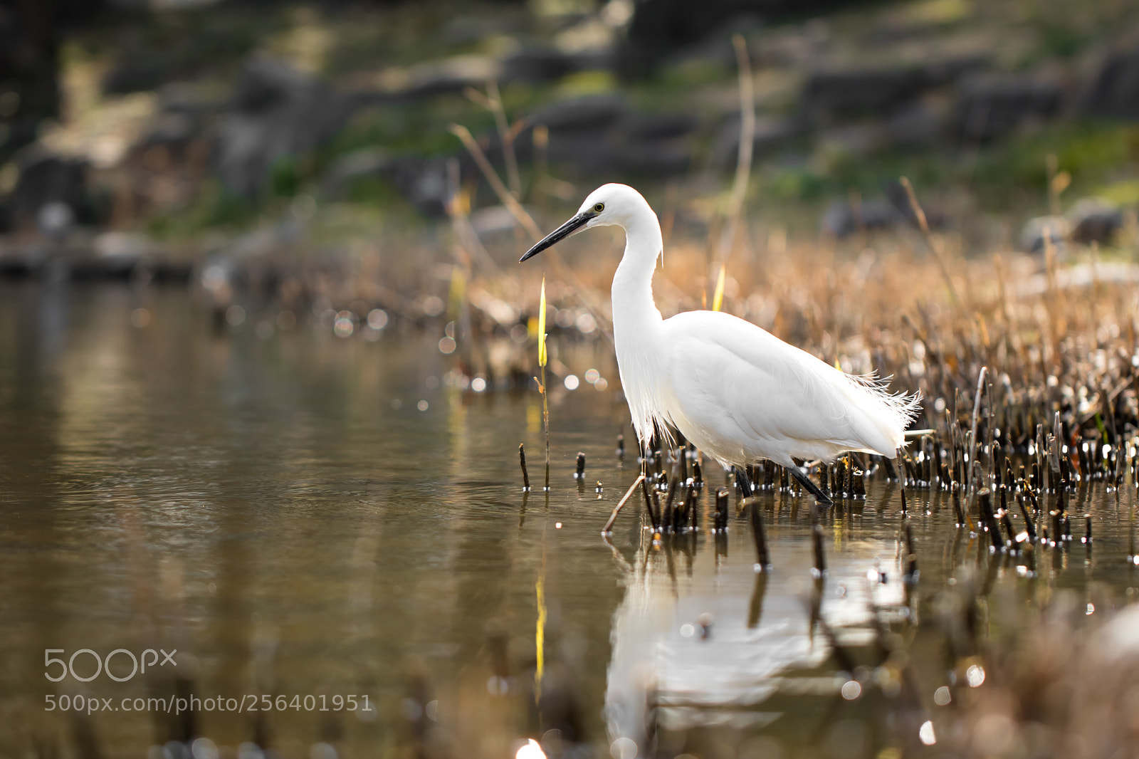 Canon EOS M5 sample photo. Heron in city park photography