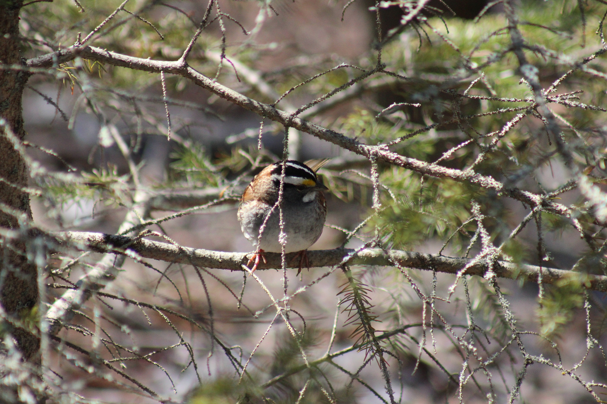 Canon EF 75-300mm f/4-5.6 USM sample photo. Img photography