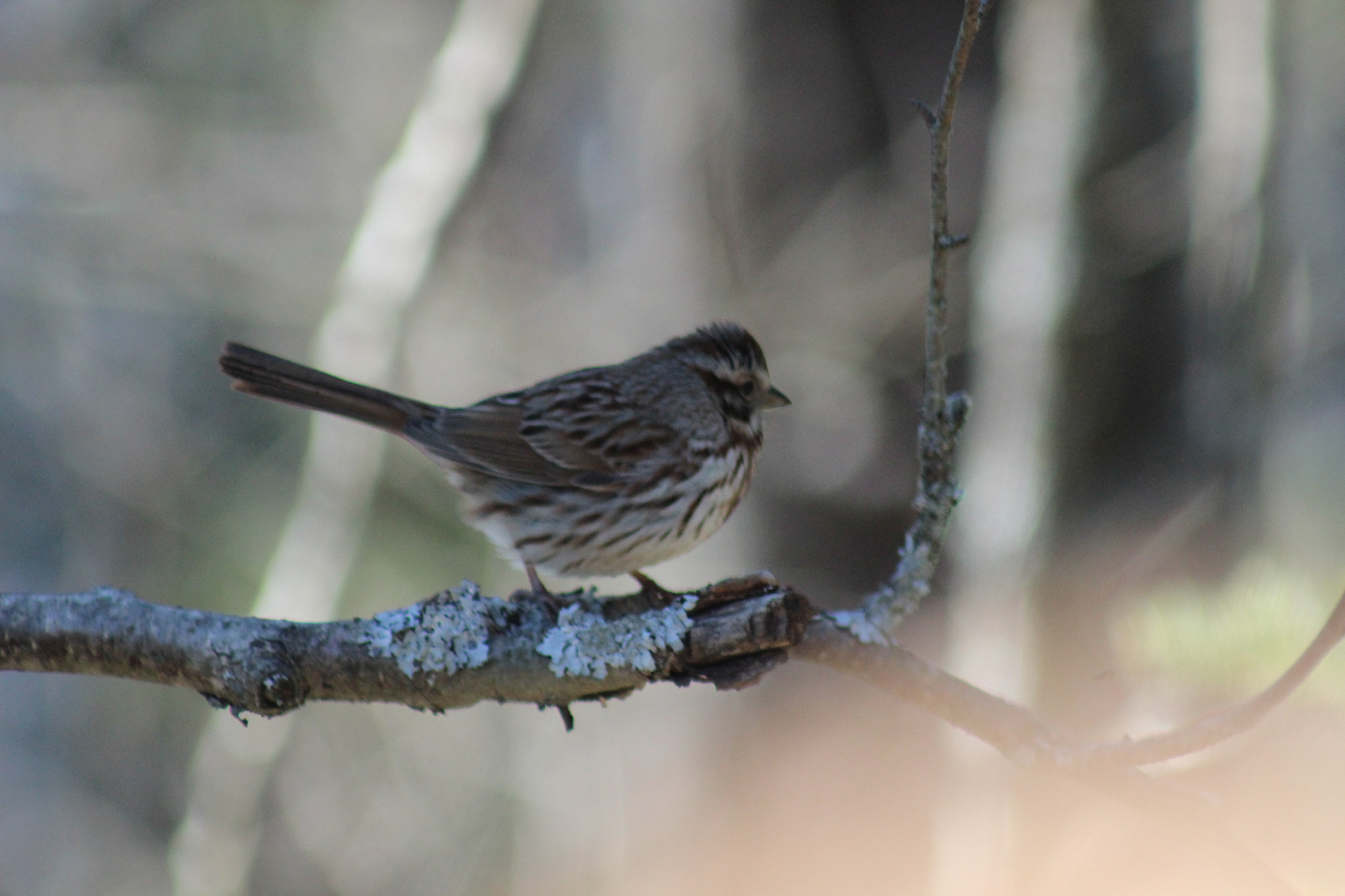 Canon EF 75-300mm f/4-5.6 USM sample photo. Img photography