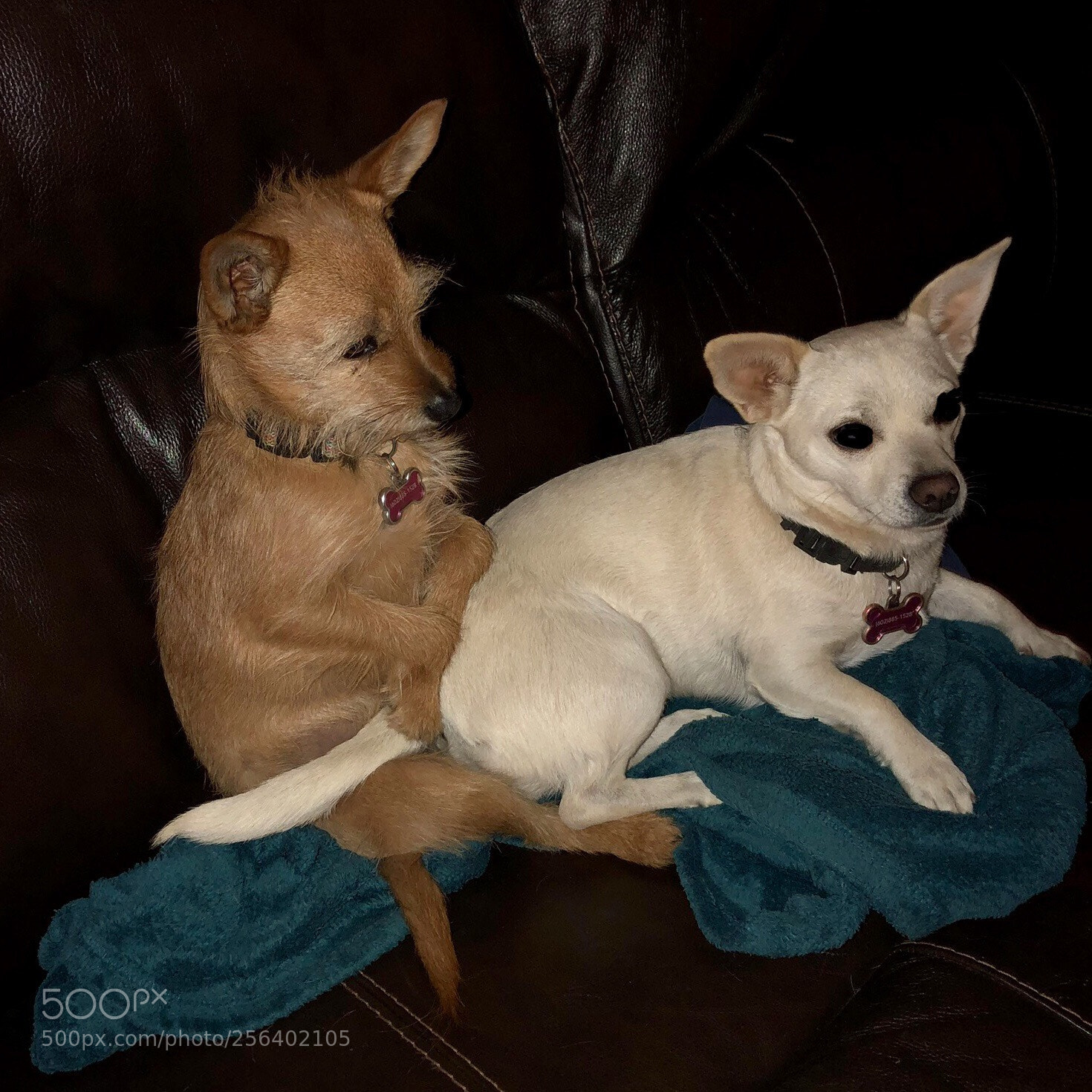 Apple iPhone 8 Plus sample photo. Just chillin photography