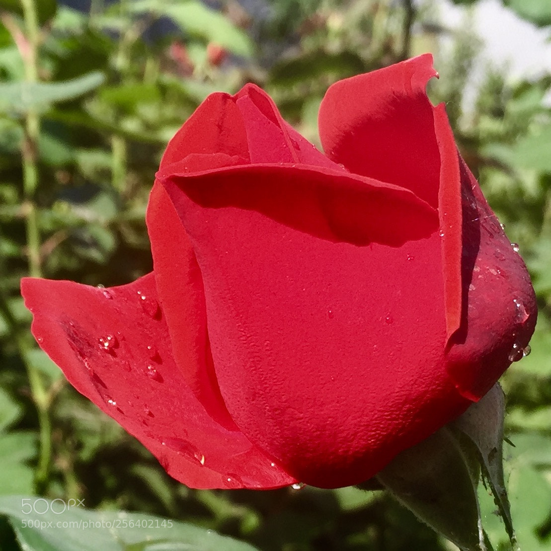 Apple iPhone 6 sample photo. Untitled photography