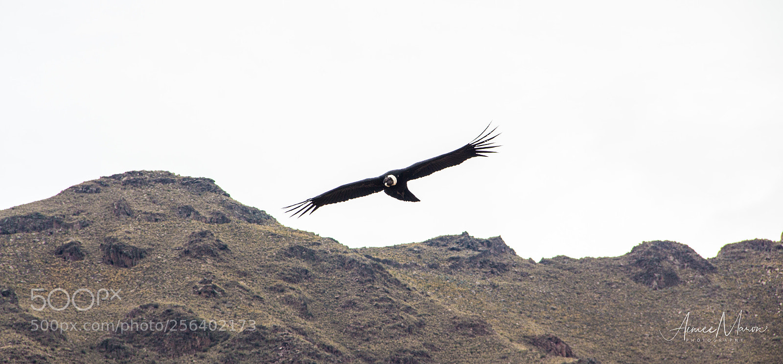 Canon EOS 60D sample photo. The magnificent condor photography
