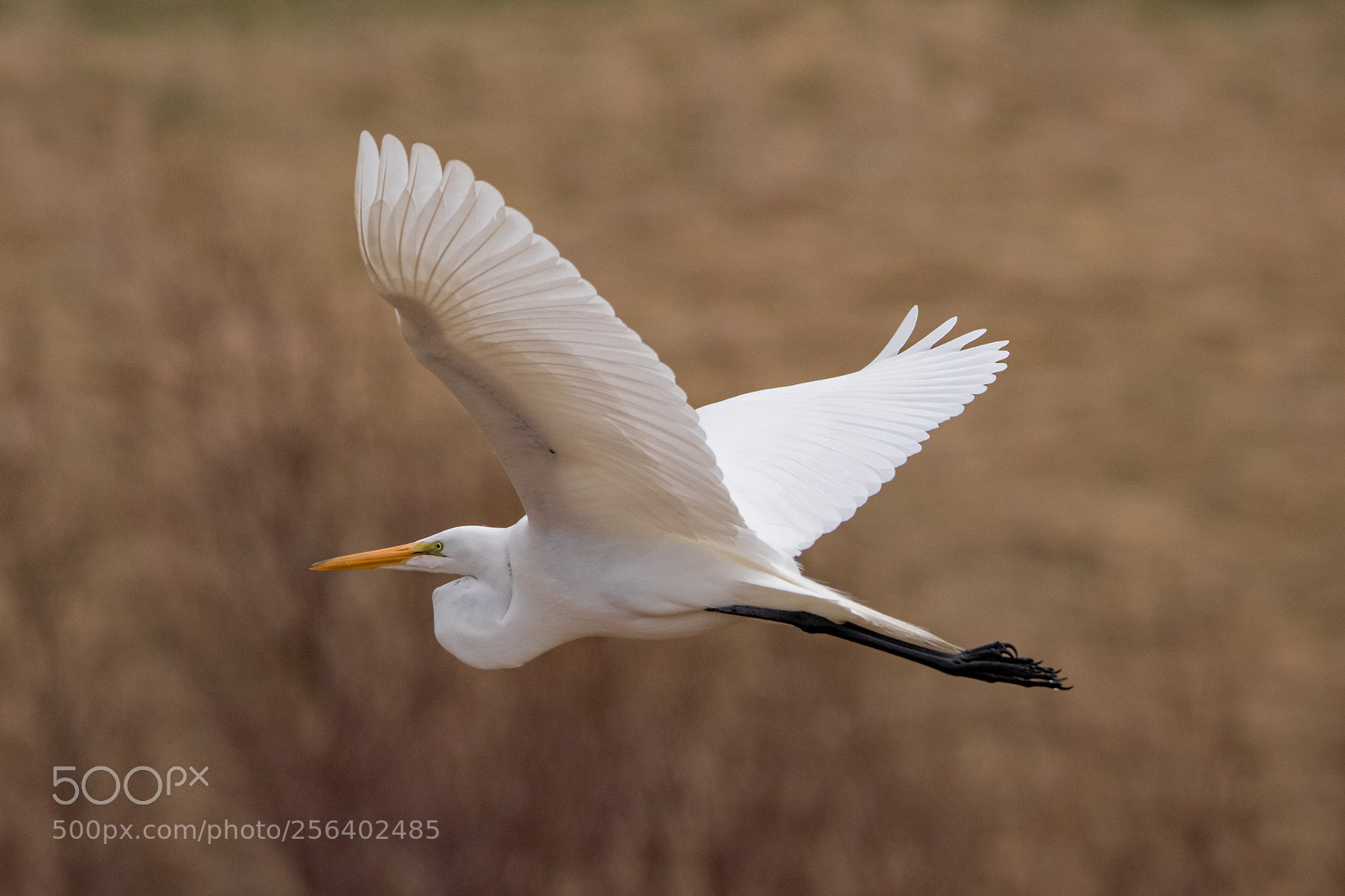 Canon EOS 80D sample photo. Great egret photography