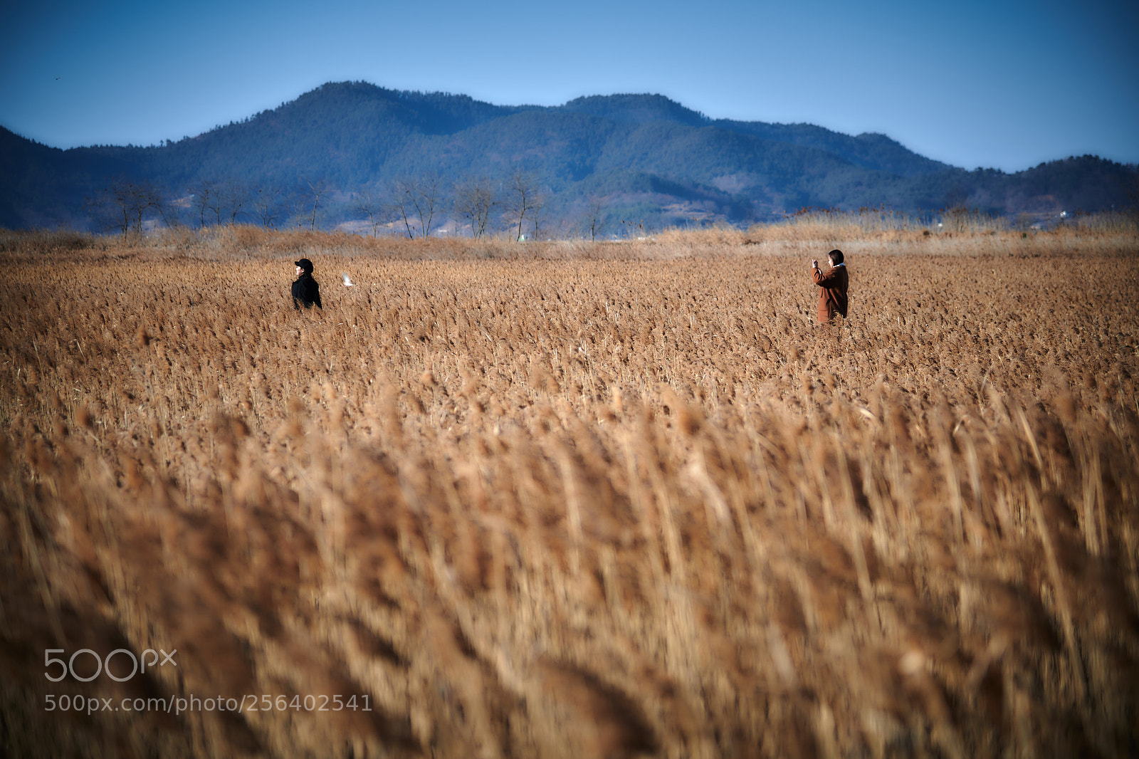Nikon D850 sample photo. 순천만젊음의추억쌓기블로그용 dsc photography