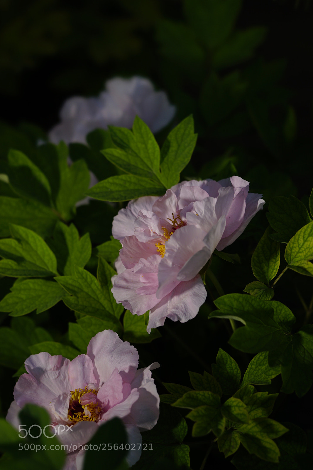 Sony a7 II sample photo. 雍容牡丹 photography
