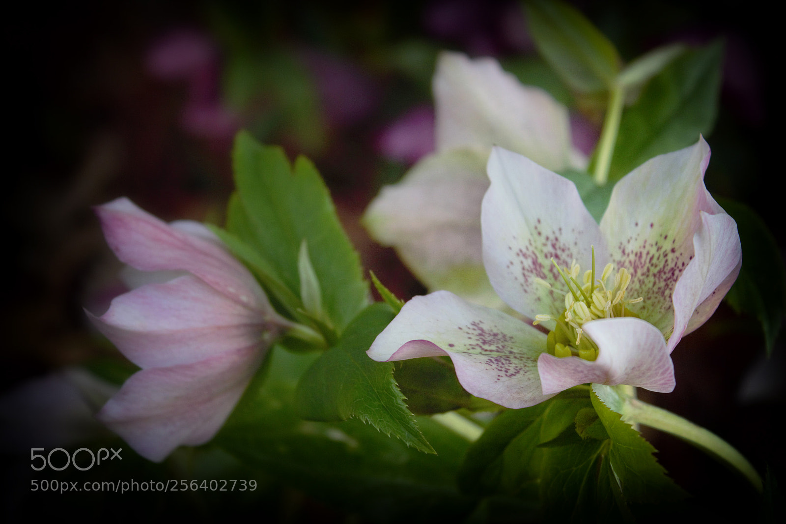 Canon EOS 600D (Rebel EOS T3i / EOS Kiss X5) sample photo. Lenten rose photography