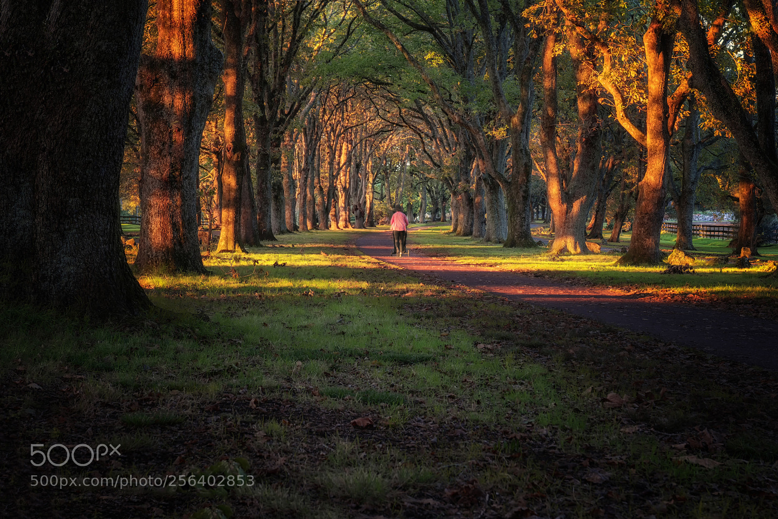 Nikon D800 sample photo. Stroller morning walkout photography