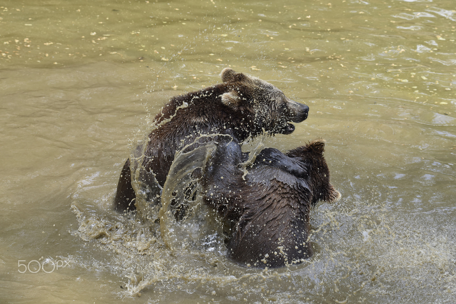 Nikon D810 sample photo. Bear cubs fighting photography
