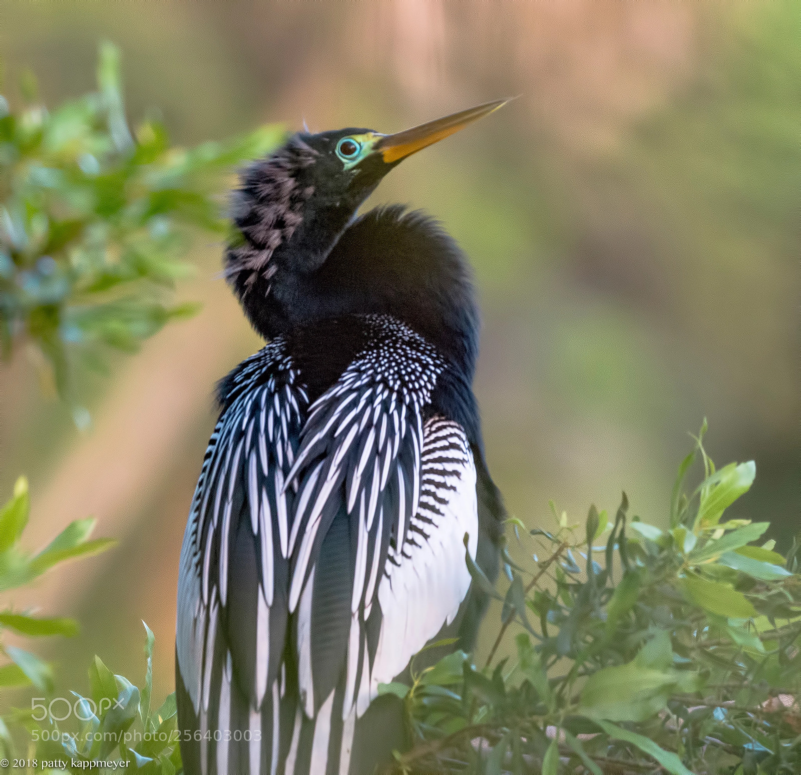 Nikon D7200 sample photo. Male anhinga in breeding photography