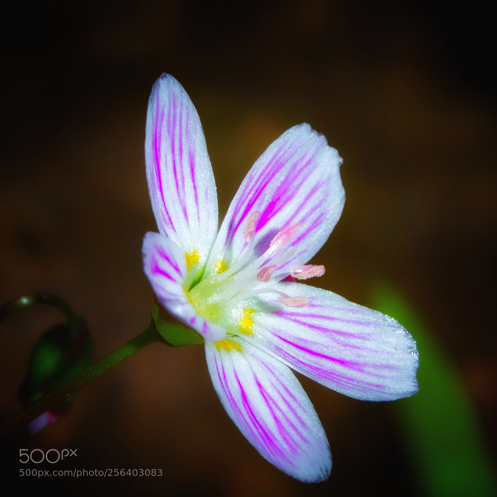 Nikon D7200 sample photo. Spring beauty photography