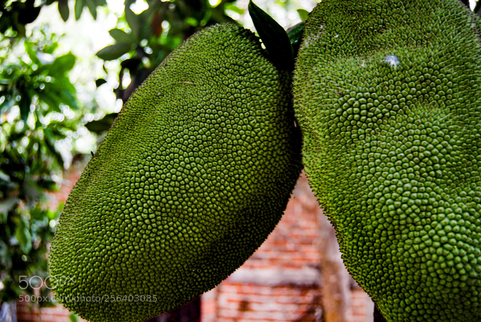 Nikon D40X sample photo. Two photography