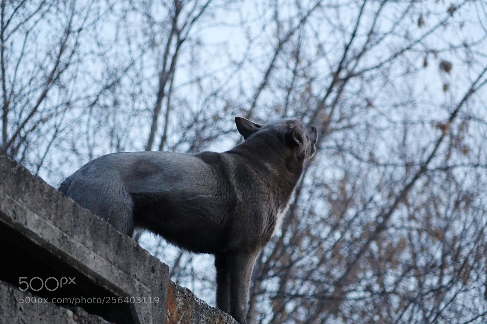 Sony Cyber-shot DSC-RX10 sample photo. Mini wolf photography