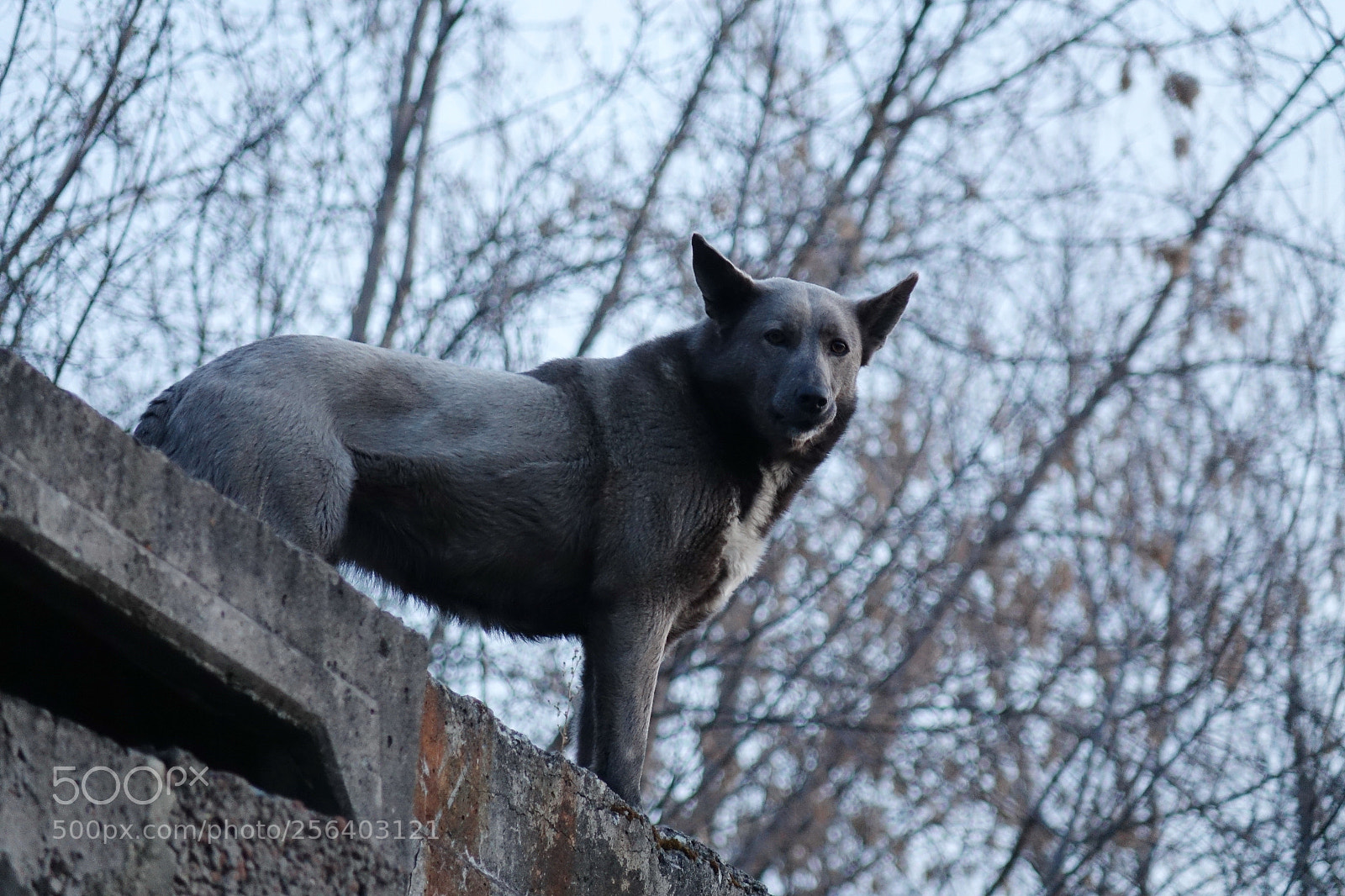 Sony Cyber-shot DSC-RX10 sample photo. Mini wolf photography