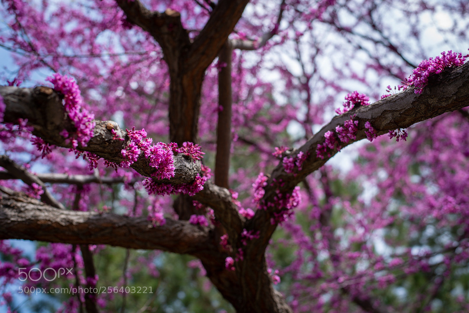 Nikon D800E sample photo. Springs in flux  photography