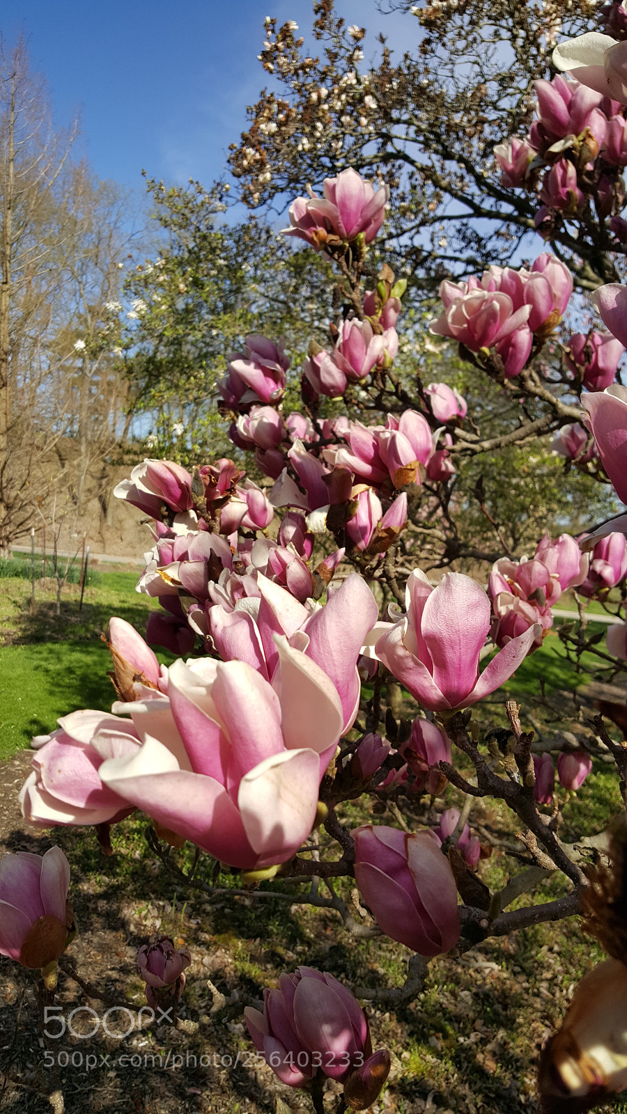 Samsung Galaxy S6 sample photo. Eden park photography
