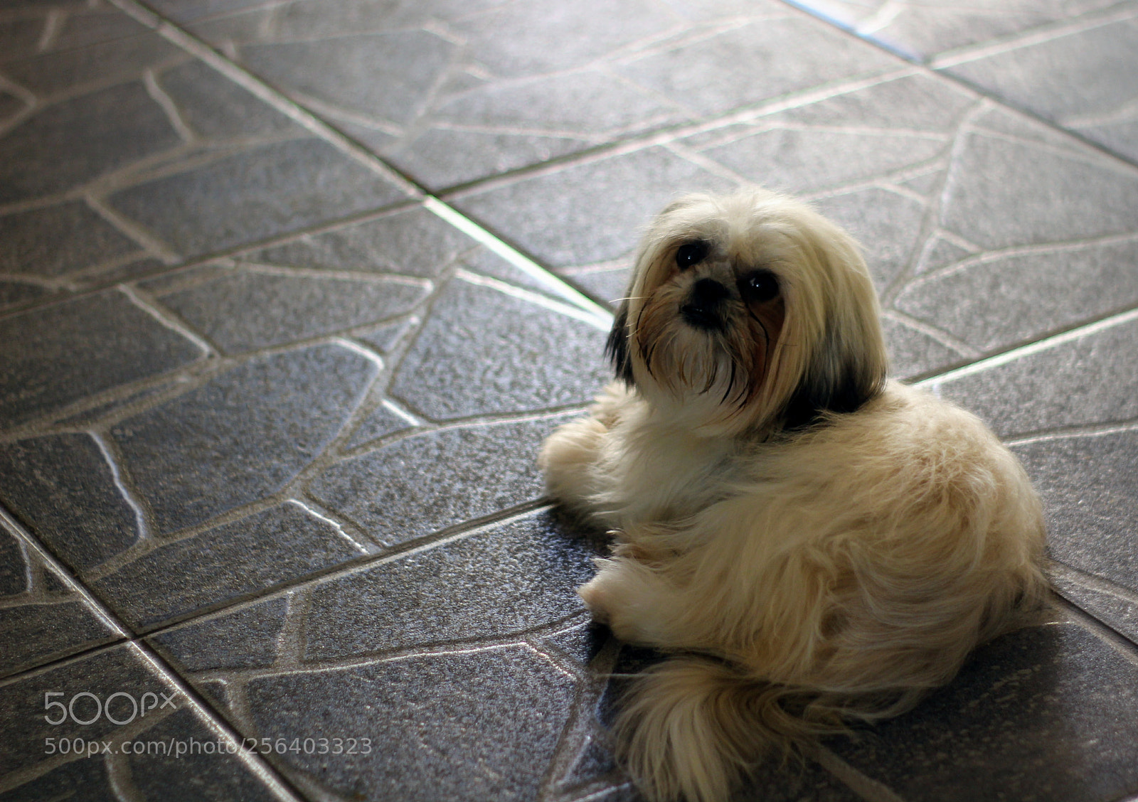 Canon EOS 1300D (EOS Rebel T6 / EOS Kiss X80) sample photo. Dog photography