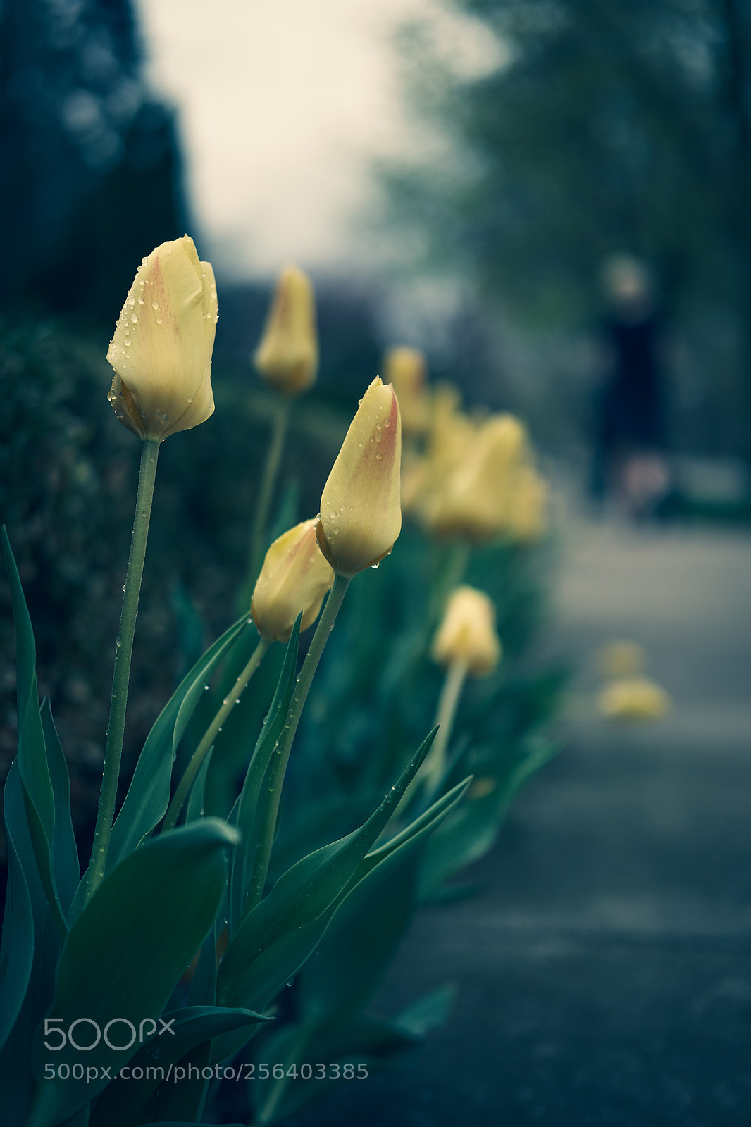 Fujifilm X-H1 sample photo. Tulips photography