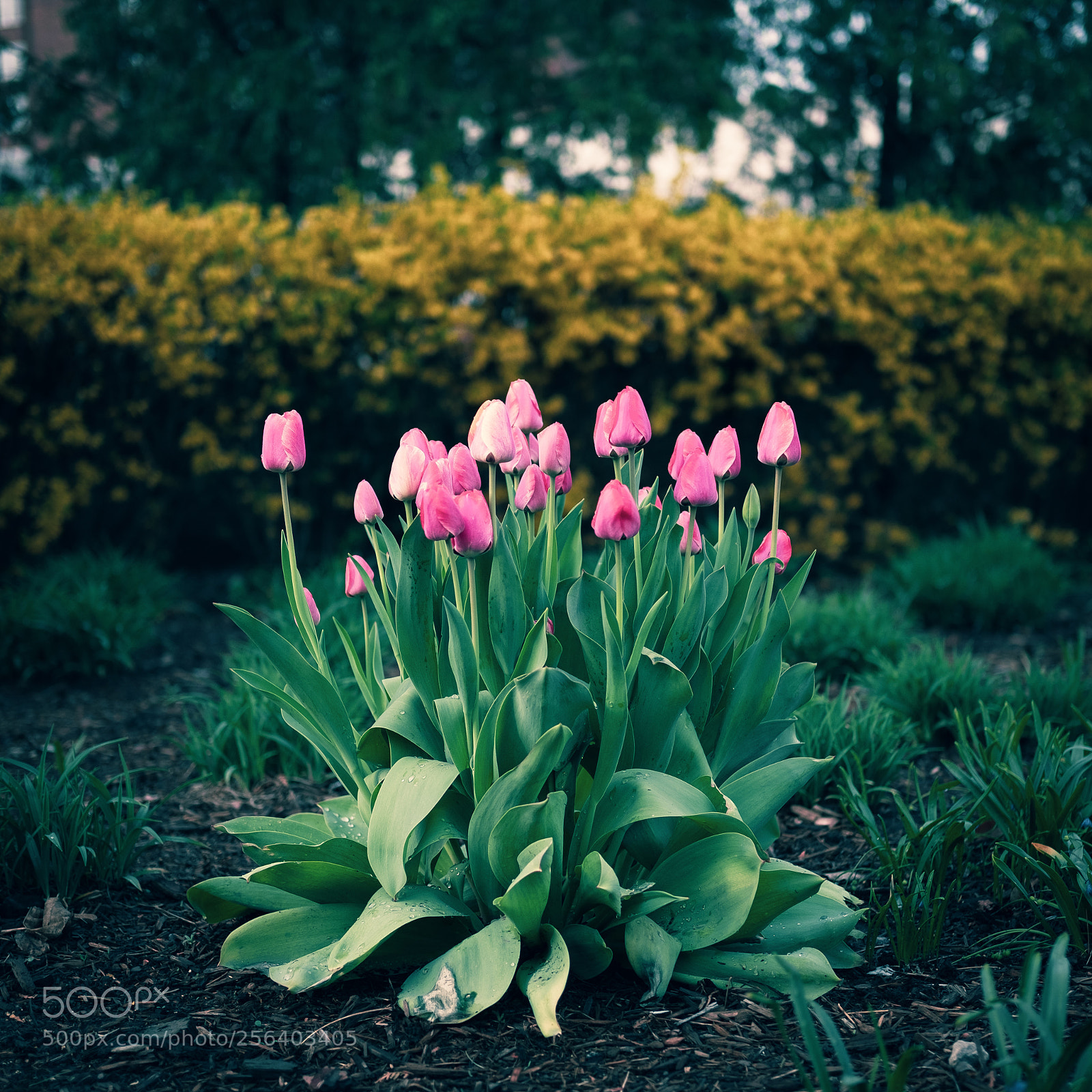 Fujifilm X-H1 sample photo. Tulip bush photography