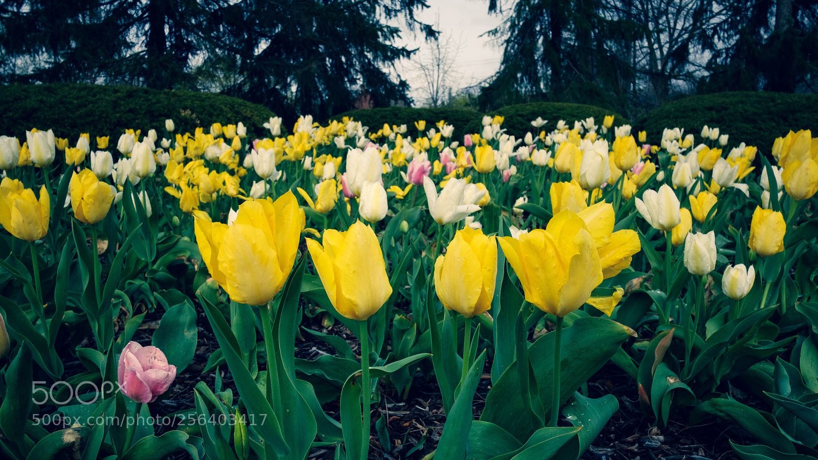 Fujifilm X-H1 sample photo. Tulip bed photography