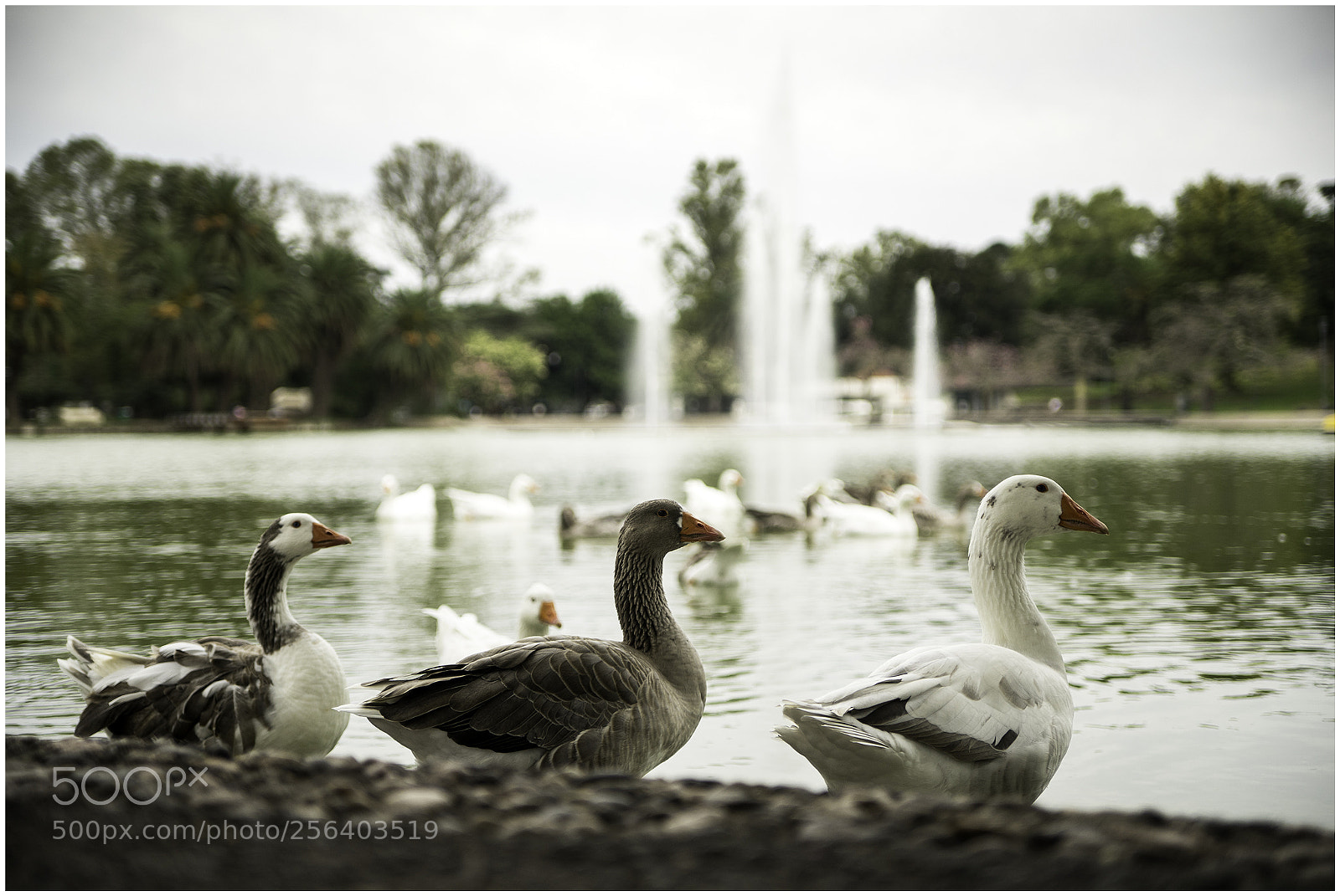 Sony a7 sample photo. 222 photography