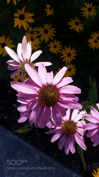 Samsung Galaxy S5 sample photo. 20160812-133845.jpg photography