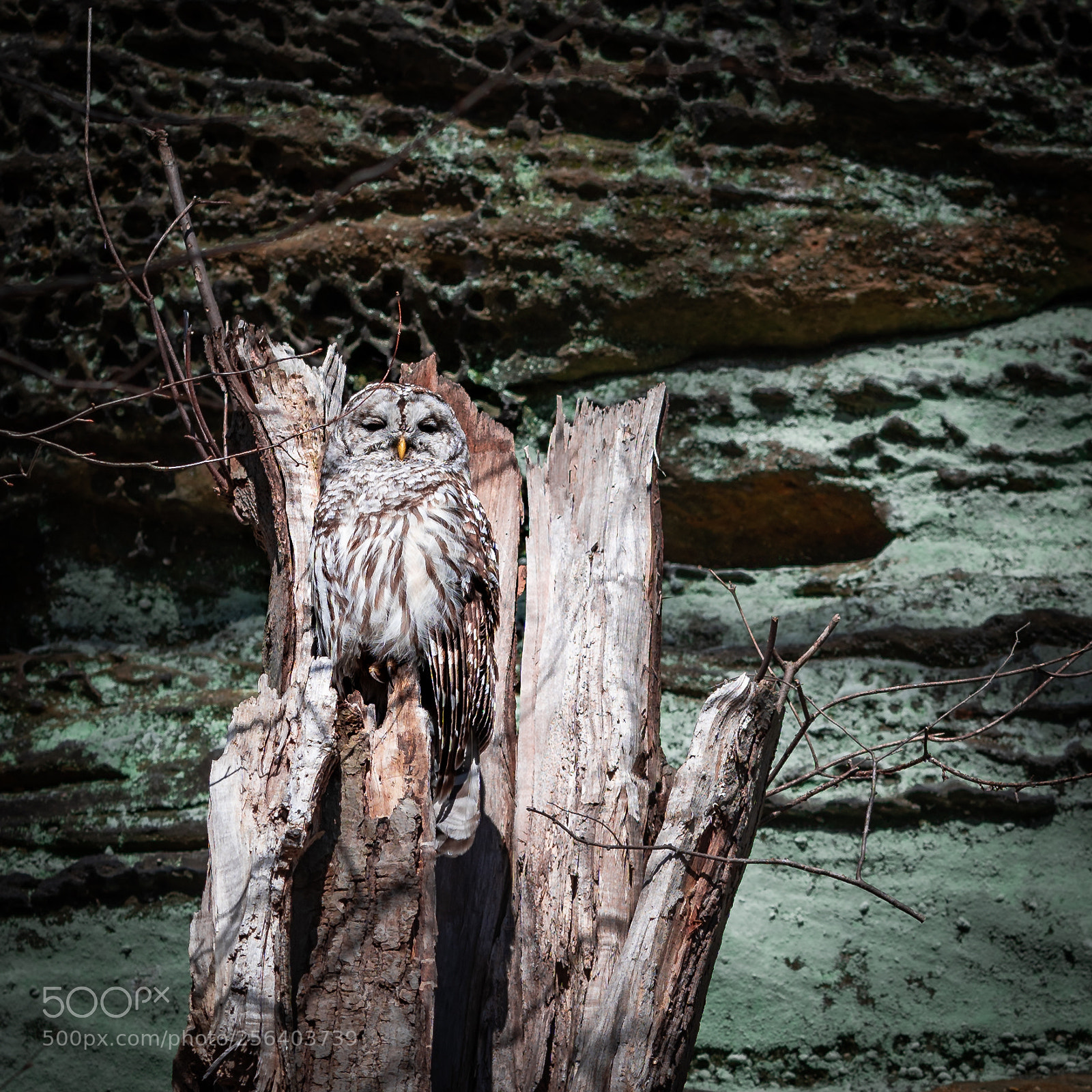 Sony a7 III sample photo. Sleeping owl photography