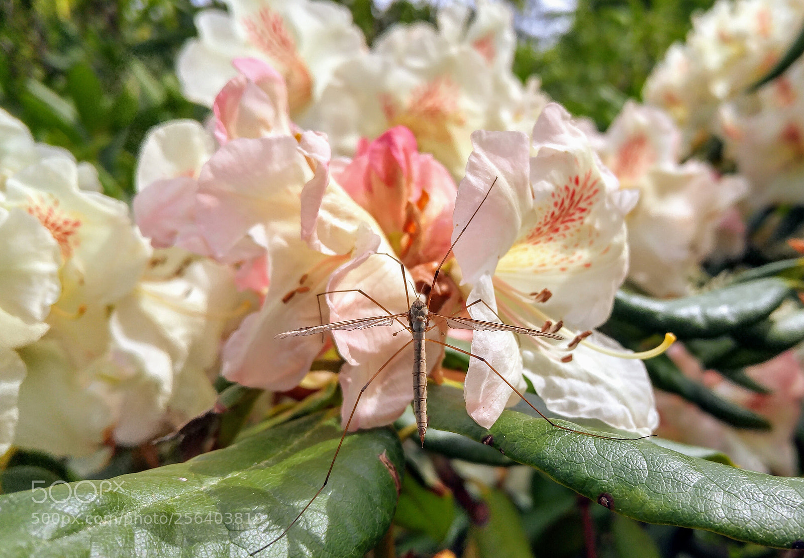 LG G4 sample photo. Relaxing photography