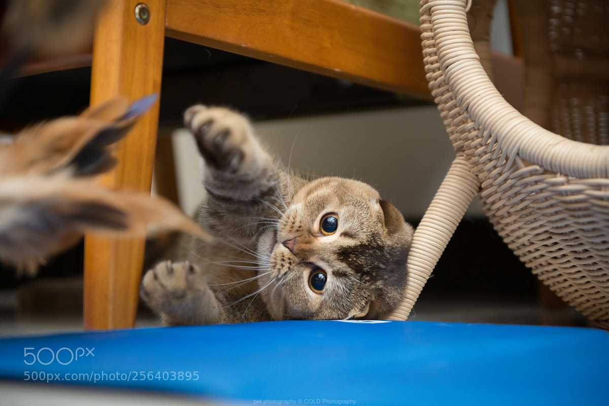 Nikon D610 sample photo. A cat is playing photography