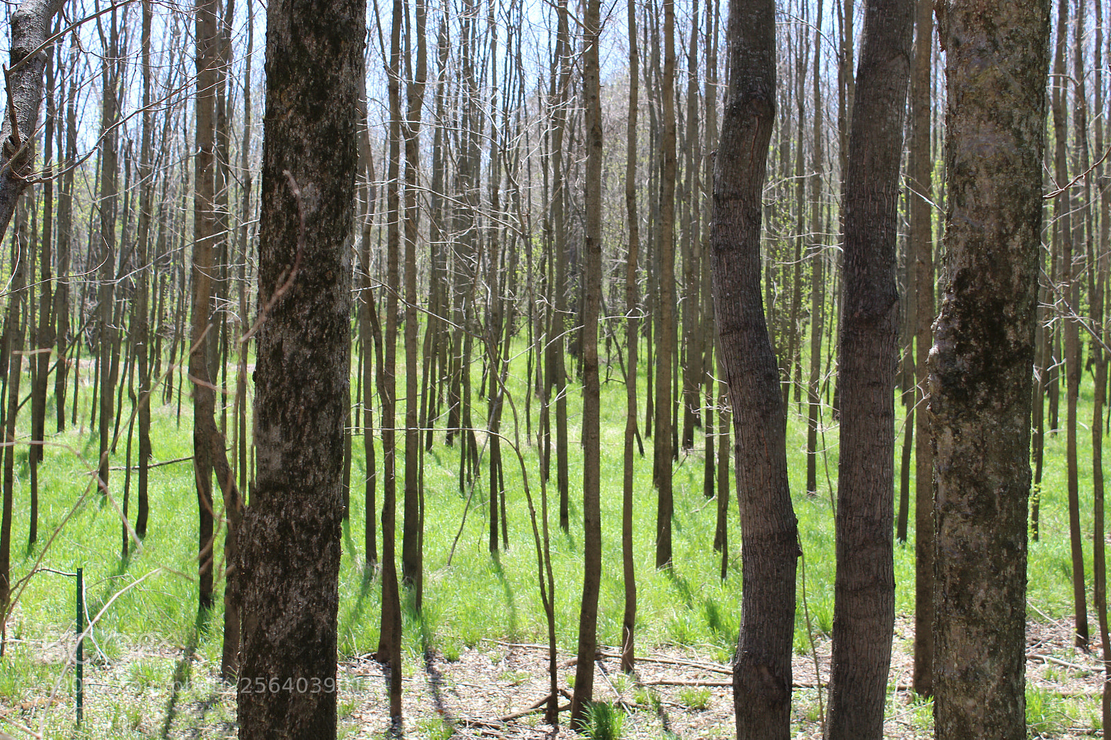 Canon EOS 1300D (EOS Rebel T6 / EOS Kiss X80) sample photo. Trees and green photography