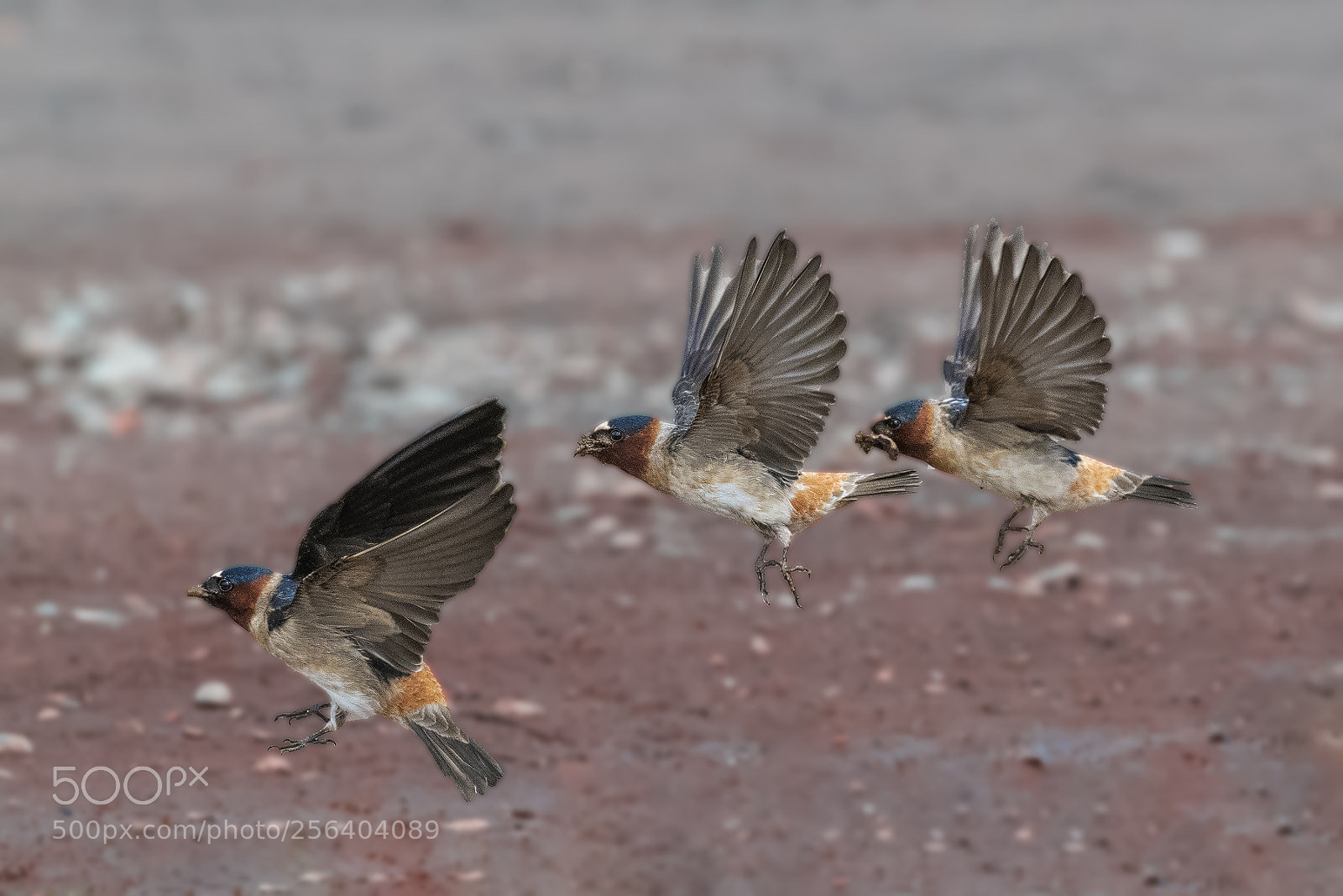 Nikon D850 sample photo. Barn swallows gathering mud photography