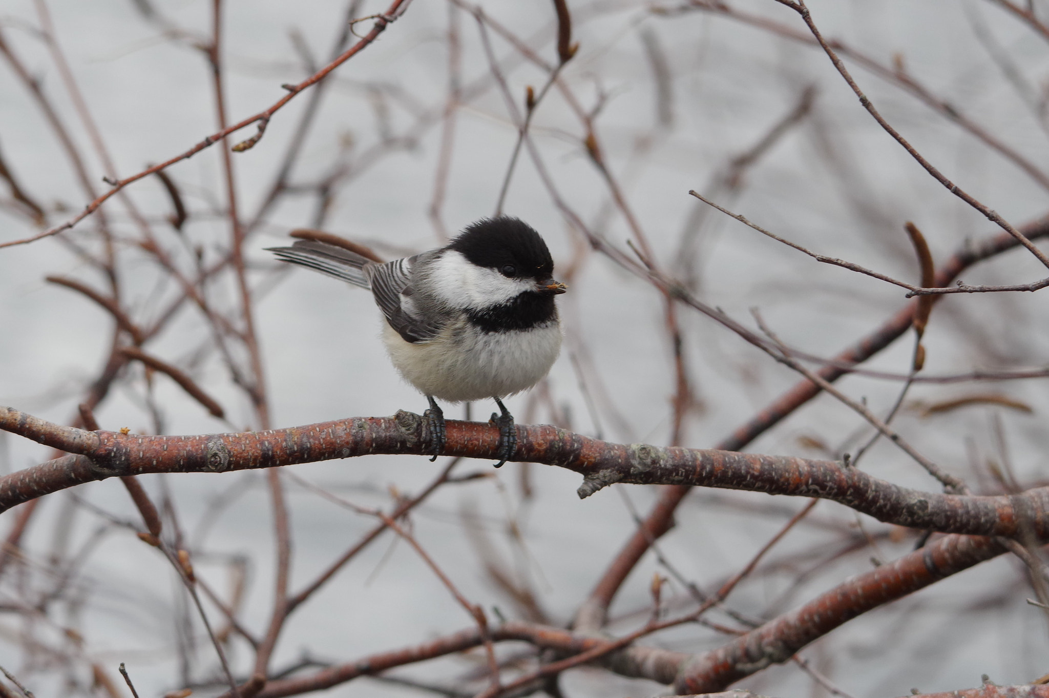 Pentax KP sample photo. Puffy chickadee photography