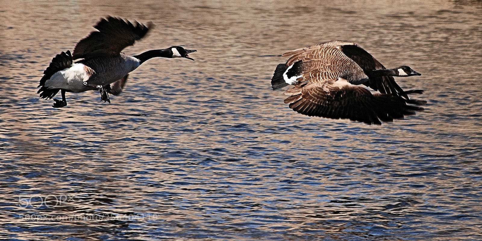 Nikon D80 sample photo. Geese chase photography