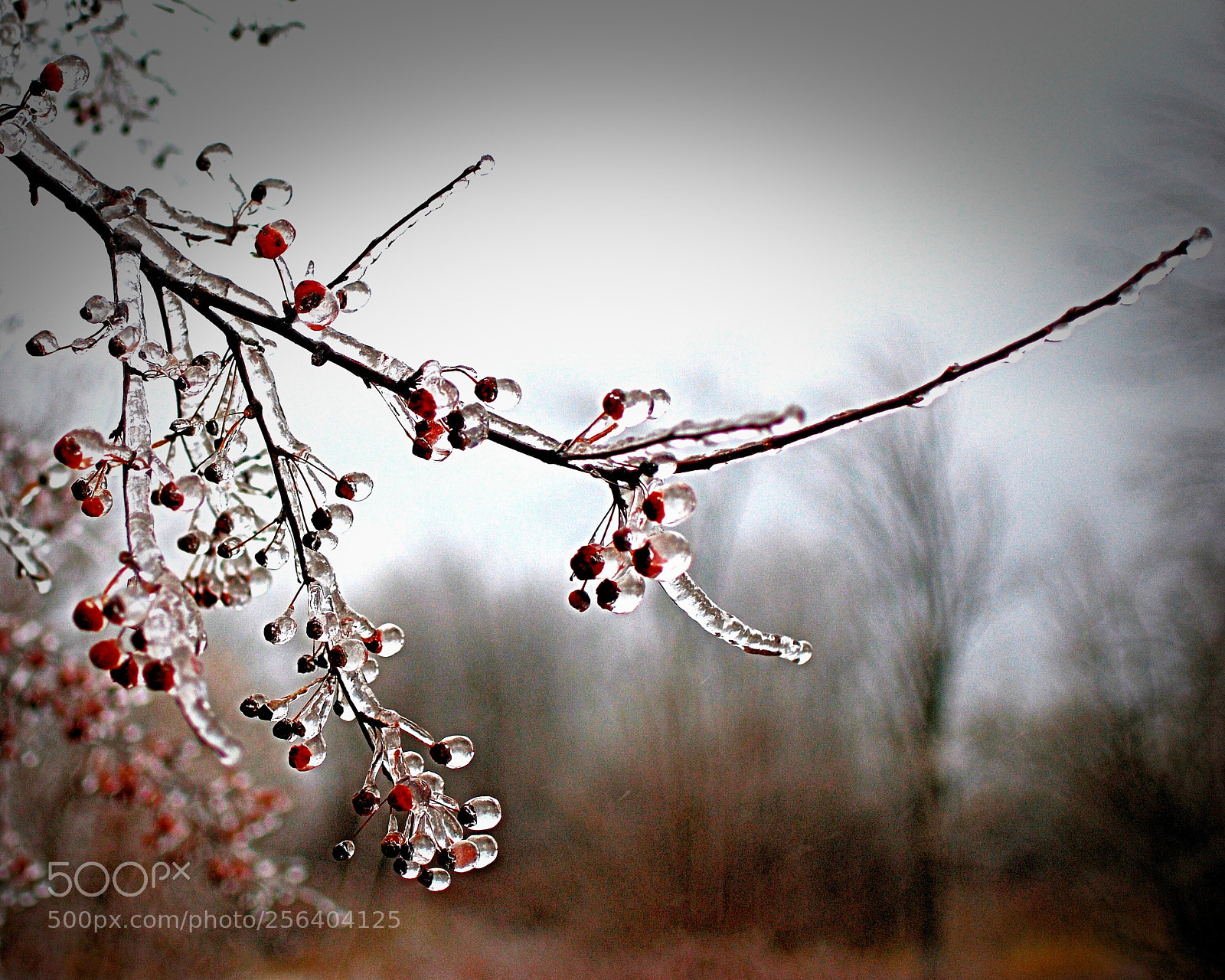 Nikon D80 sample photo. April ice storm photography