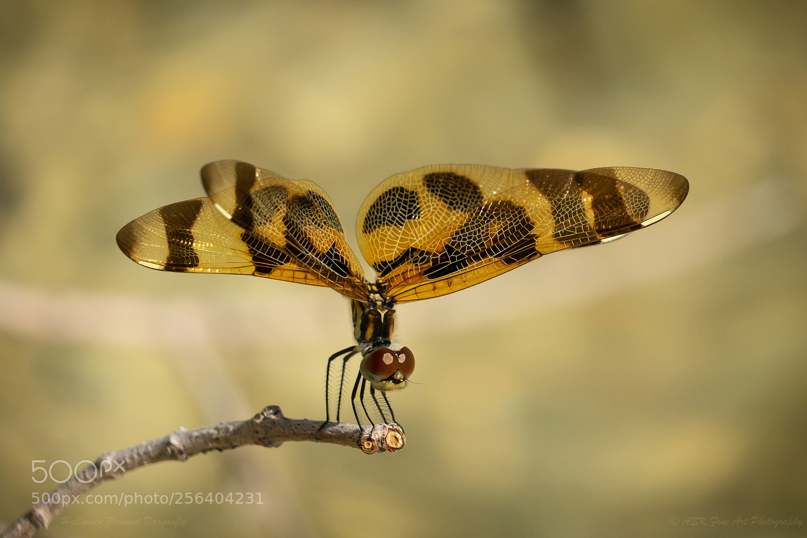 Sony a7 sample photo. Halloween pennant dragonfly photography